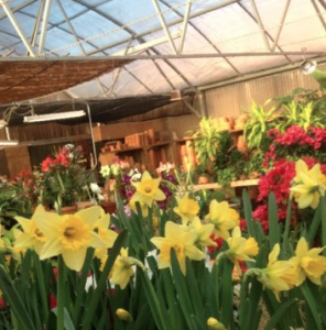 Daffodils in greenhouse