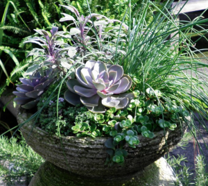 Herbs and Succulents...