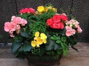 Rieger begonias add color and beauty to containers, or are wonderful on their own too!
