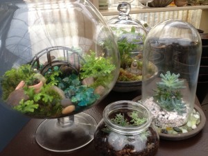 Terrariums in all shapes and sizes...