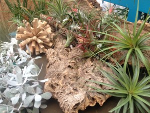 air plants - we think they will look great attached to the bark pieces here!