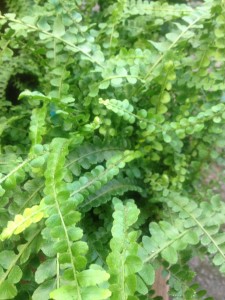 Lemon button fern adds great texture to any composition