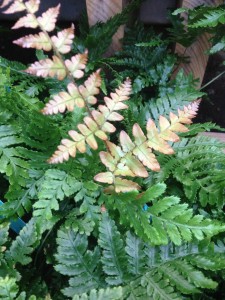 Autumn Fern - this one is hardy for us too!