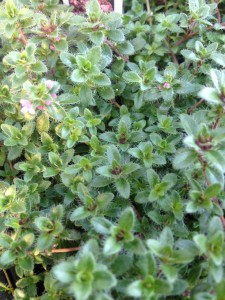 Creeping red thyme