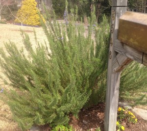 Yes, that is one rosemary!