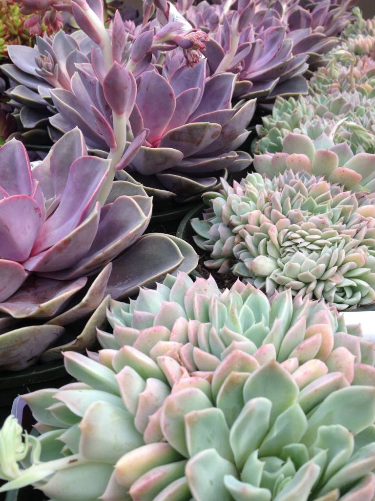 Succulents = Color! | Oak Street Garden Shop and Local Market