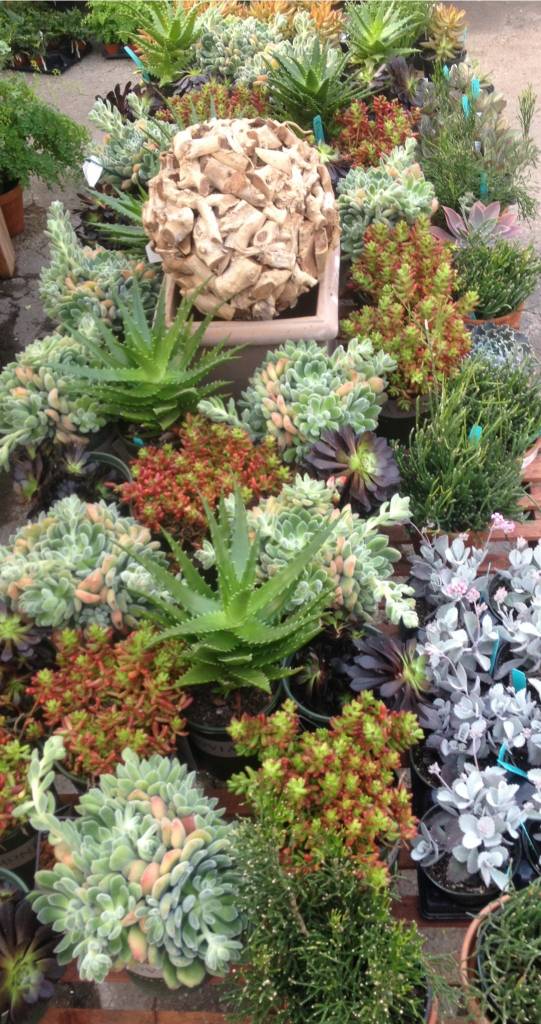 Succulents = Color! | Oak Street Garden Shop and Local Market