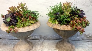 A customer's urns filled with various colorful succulents