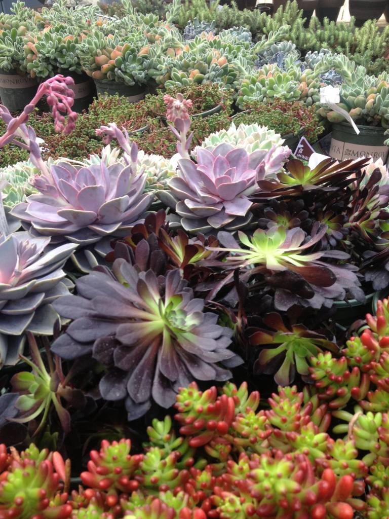 Succulents = Color! | Oak Street Garden Shop and Local Market