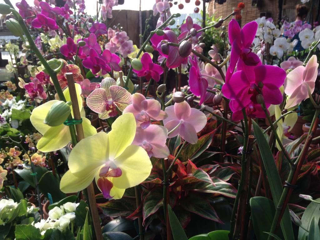 Easter Flowers Lilies and More! Oak Street Garden Shop and Local Market