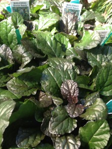 Ajuga - there are some great ones!