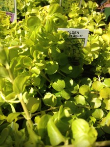 Golden creeping jenny is also a useful trailing plant in containes