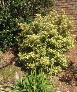 Osmanthus 'Goshiki' this is a tough shrub!
