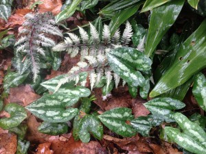 Japanese painted fern emerging through groundcover ginger...