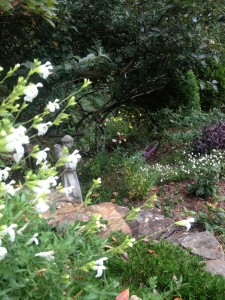 Perennial salvia leans over a carpet of thrift (Creeping phlox) in this border...