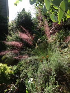 back lit in the sun, muhly grass shines come late summer/fall