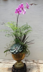 succulent and orchid arrangement...