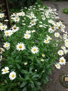  'Becky' daisies