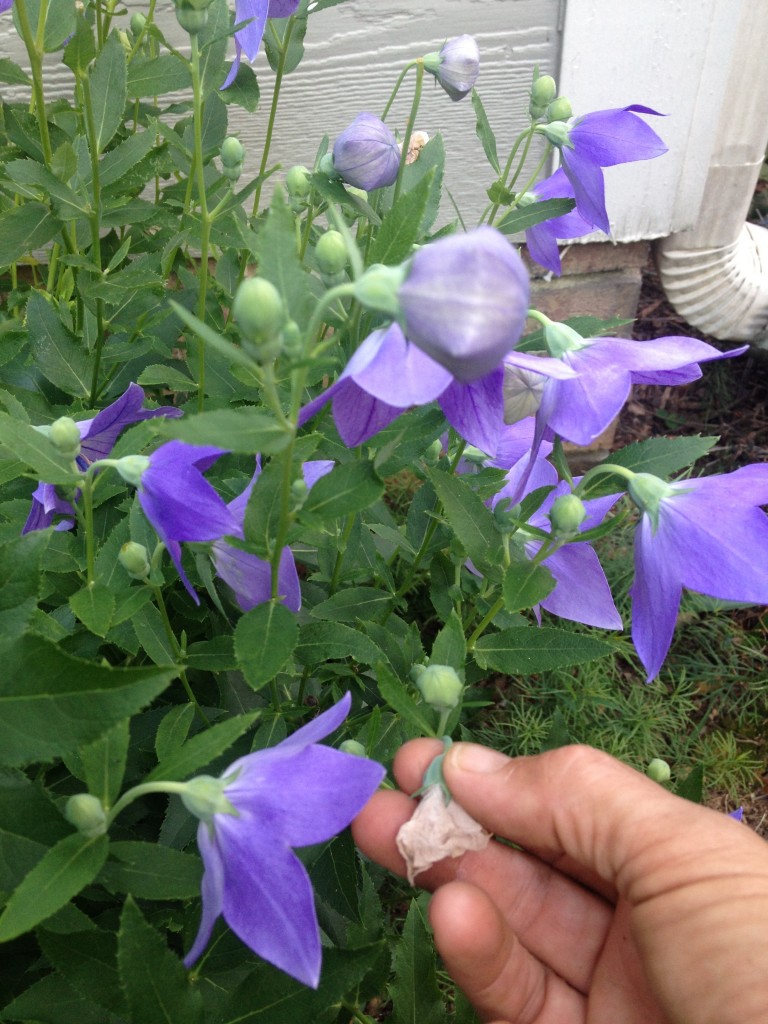 Garden Alert! Summer ToDo List Oak Street Garden Shop and Local Market