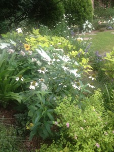 midsummer...perennials and annual share this bed.
