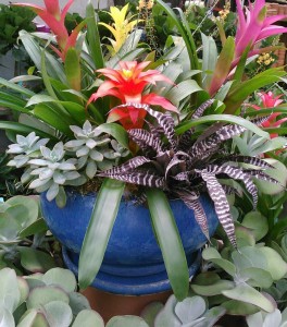 bromeliads, cryptanthus and succulents in a pretty blue bowl...