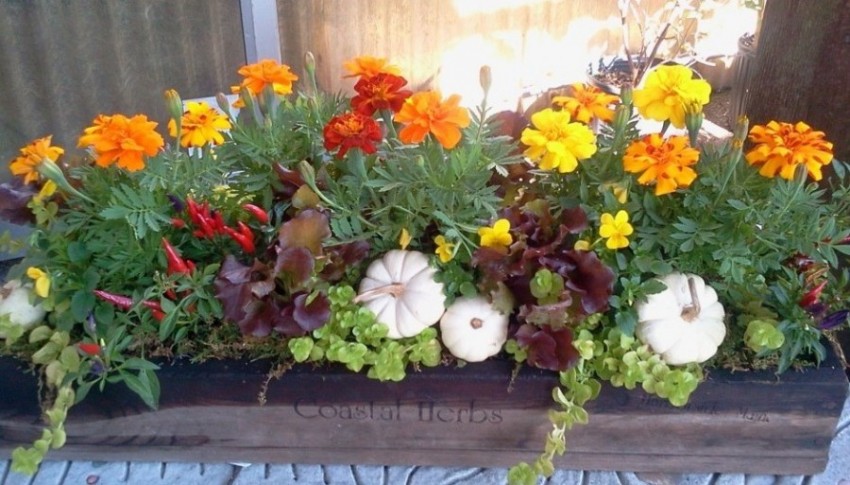 Soon everything will be available to create this planting arrangement...