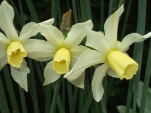 Narcissus - Jack Snipe