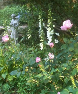 Foxglove and roses in my early spring garden
