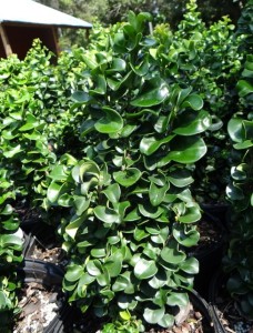 Ligustrum 'Coriacaeum' has shiny, rounded leaves and is nice in containers or as a specimen...