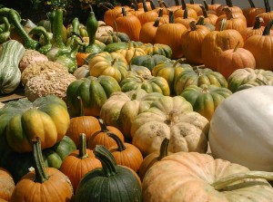 So many different pumpkins!