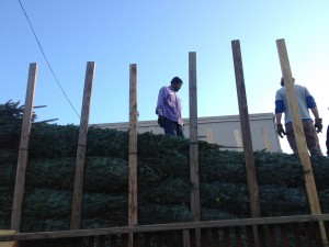 The trees have arrived!