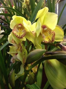 Regal cymbidium orchids make quite a statement...