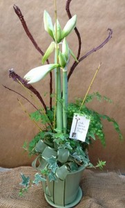 An elegant amaryllis is a wonder gift...