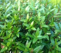 myrtle has glossy, aromatic leaves...