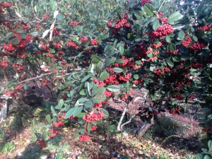 Parney's clusterberry cotoneaster...the cedar wax wings will devour these berries in another few weeks!