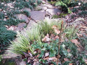 Acorus variegata - Dry Riverbed - January