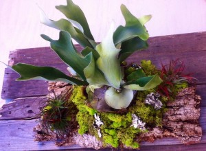Chartreuse reindeer moss and air plants add color to this staghorn fern...