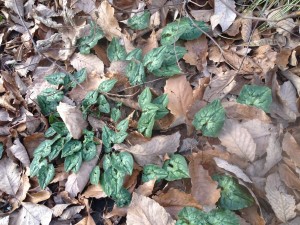 Cyclamen hederifolium - January