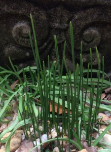 Narcissus 'Baby Moon' foliage beginning to come up through the ipheion...