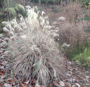 This big clump of miscanthus needs to be cut down to make way for fresh growth...
