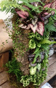 Cork Bark Planter - Autumn Fern, Rex Begonia, Angelvine, Nephthitis, Selaginella 'Frosty', Tooth Brake Fern, Bird's Nest Fern