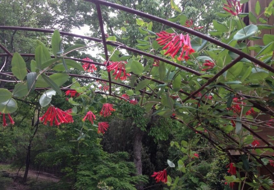 March Brings New Shrubbery, Vines and Herbs… Oak Street Garden Shop