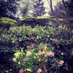 Lenten Roses blooming below the rocks....