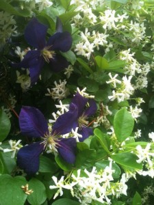 Confederate jasmine, shown here with a clematis growing through it...