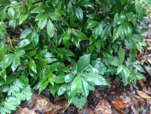 Sarcococca in my garden with Dicentra cucullaria peeking out from underneath...
