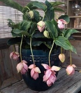 Medinilla magnifica - Malaysian Orchid