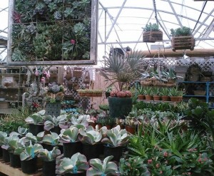 succulents in the greenhouse...