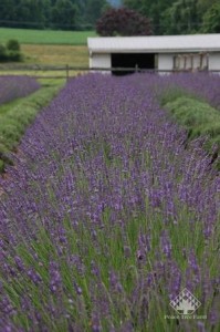 Lavender 'Phenomenal;  Photo Courtesy Peace Tree Farms