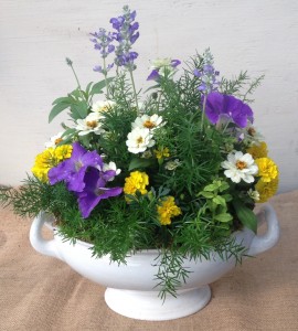 Pinkie created this piece in a customer's container for a party using bedding plants and asparagus fern...