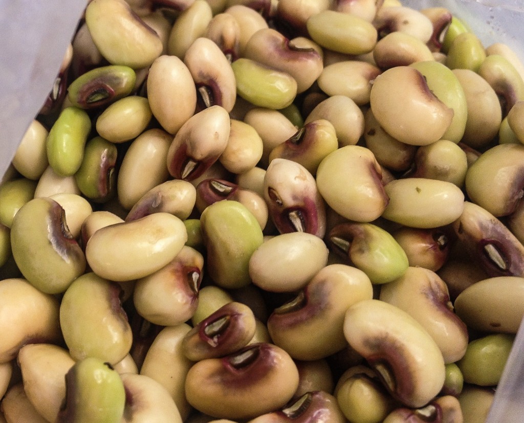 Pink Eye Peas June 2014 Oak Street Garden Shop and Local Market